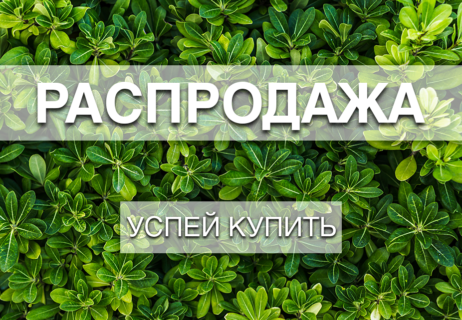 Распродажа